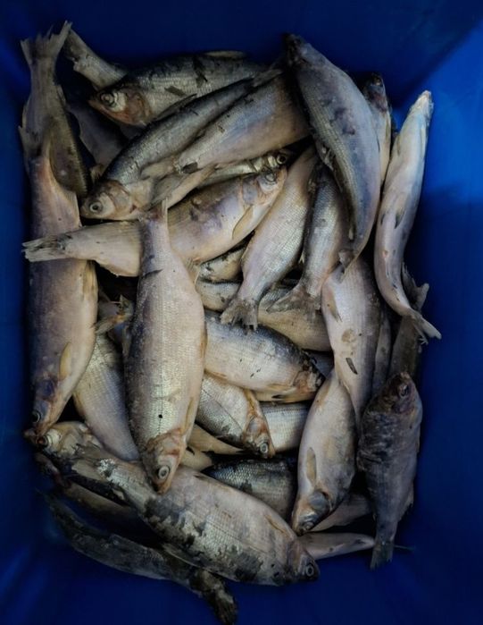 Продам пеледь хорошего качества