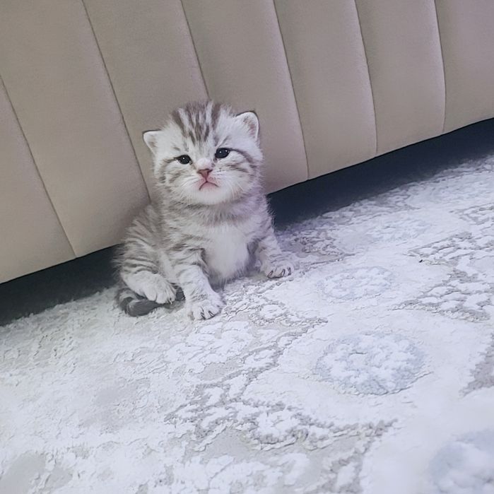 продам шотландский котят