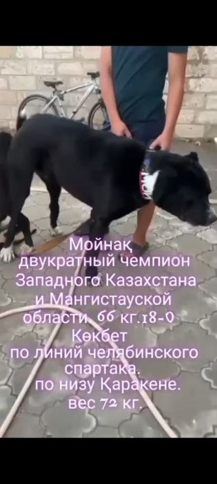 Сао күшіктер сатылады