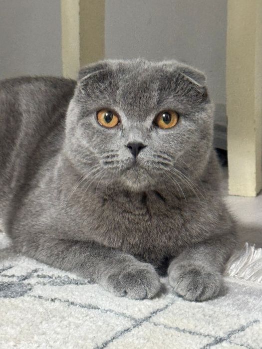 Кошка Вислоухий Британец