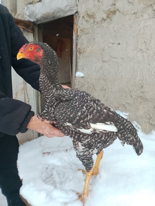 Дакан даканнннннн