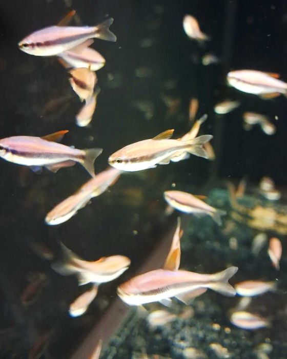 Всеки ден е черен петък!