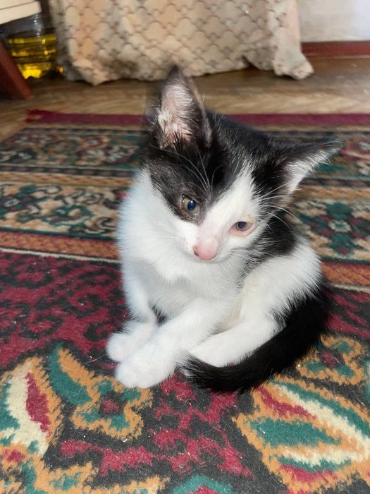 Продаюся кошки 1,5 месяца. Мушуклар сотилади
