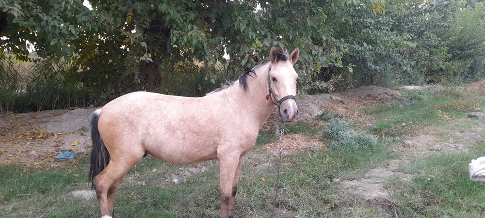 Саман зоттор 2,5 ёшда