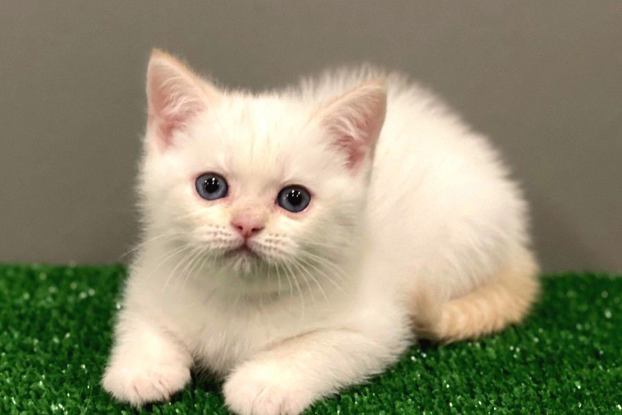 Ragdoll activ si jucaus