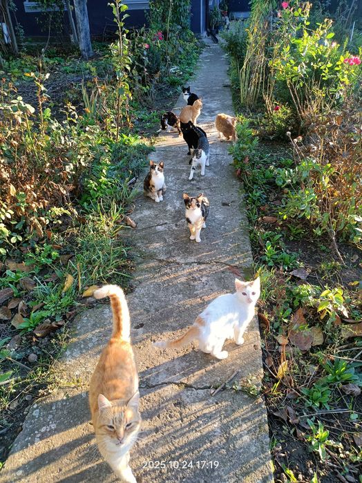 Donez pisici și căței