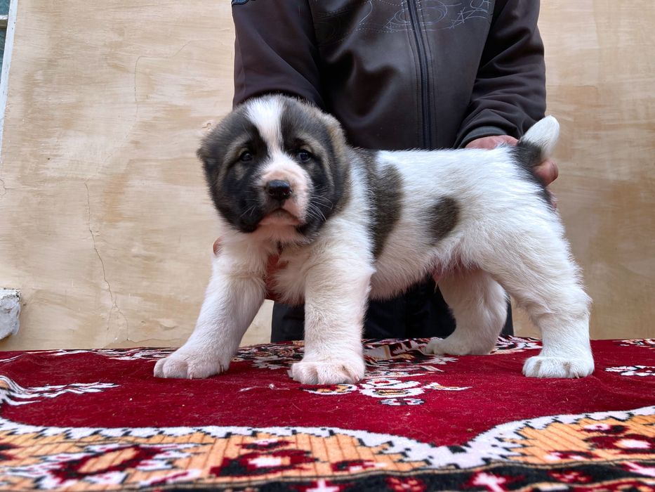 Щенок Алабая ( Чистокровный )