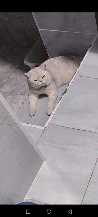 Вязка кота серебристый шин шыла сильвер крупный весом 6кг