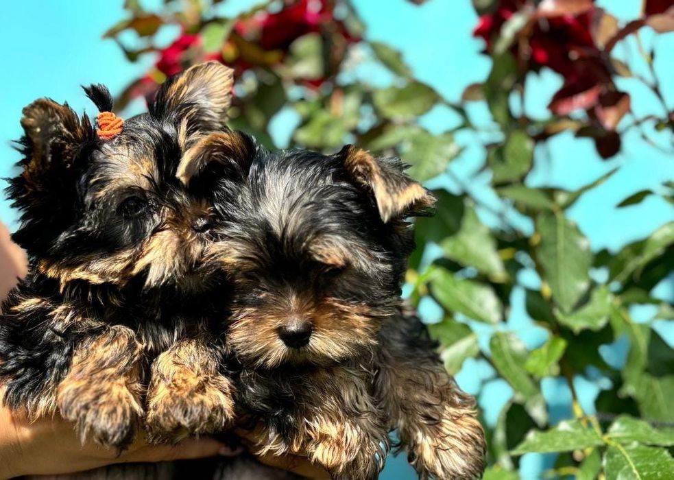 Йоркширский терьер