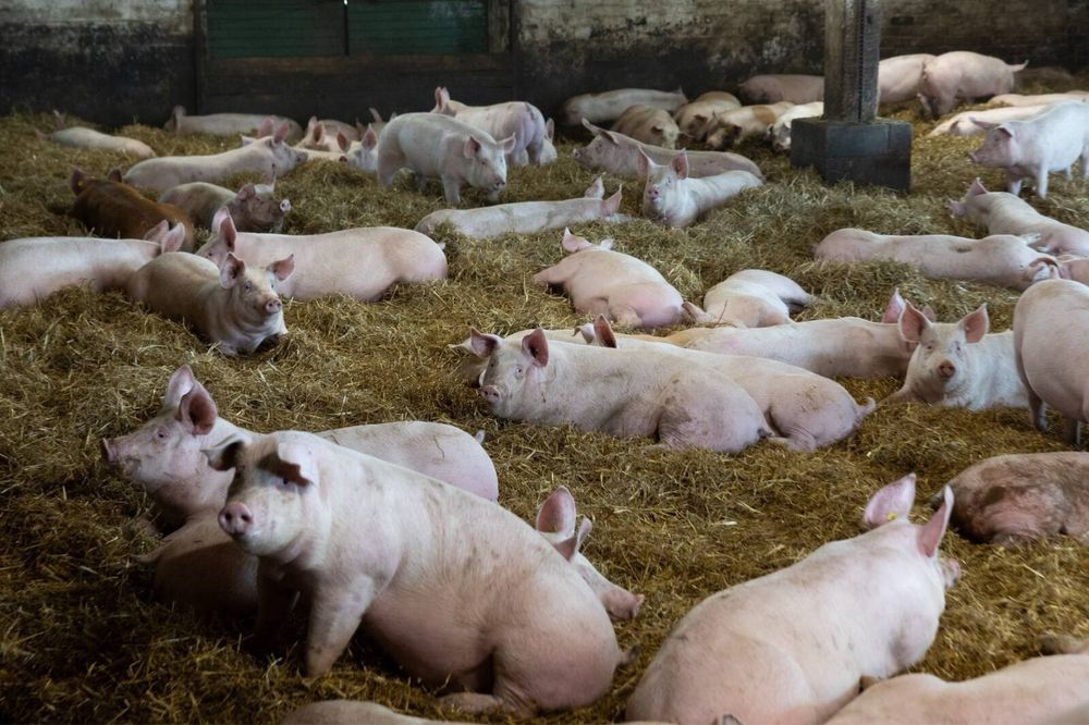 Продаю поросят‼️‼️