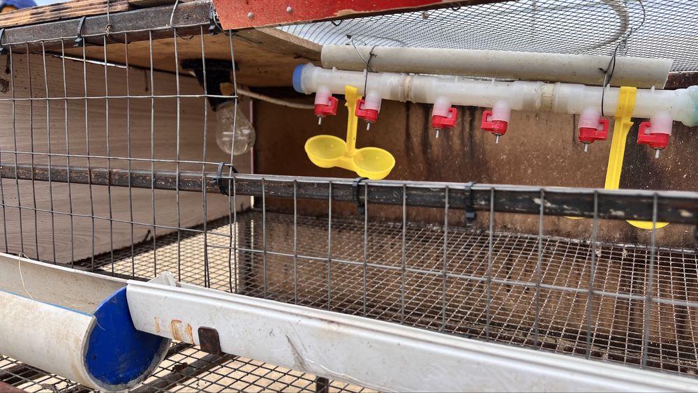 Бөдене қорасы сатылады