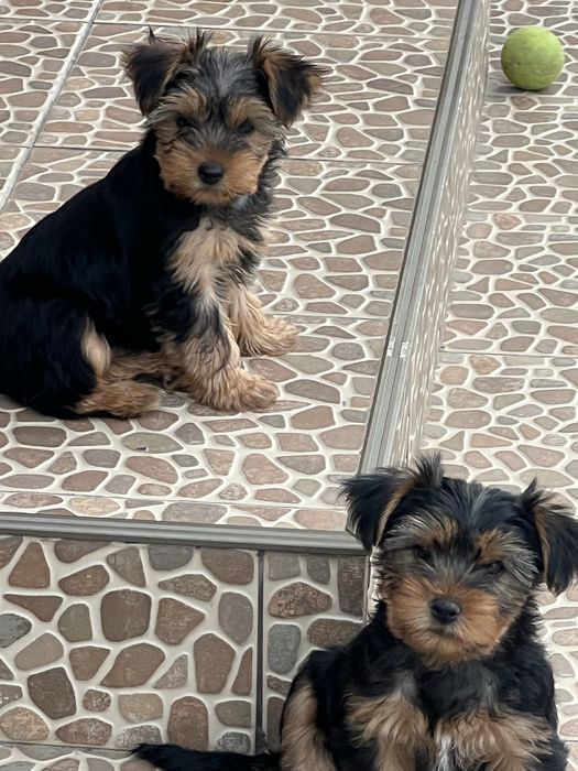 Yorkshire Terrier