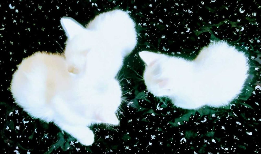 Koshki v Termeze. Beliye kotyata