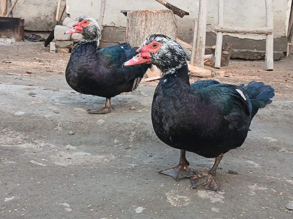 Ibdugudka xurozlar sotiladi