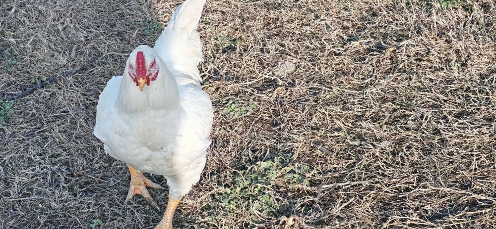 Combatant mare sii pitic