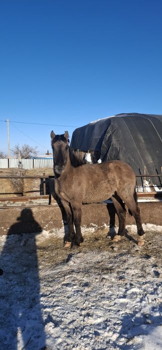 Продам лошадей с откорма.
