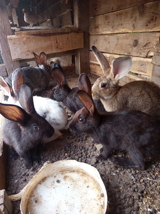 Зайци продавачът се