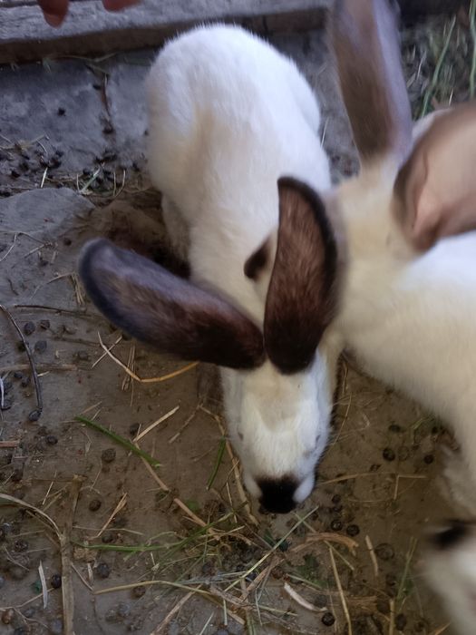 Kaliforniya quyon sotiladi