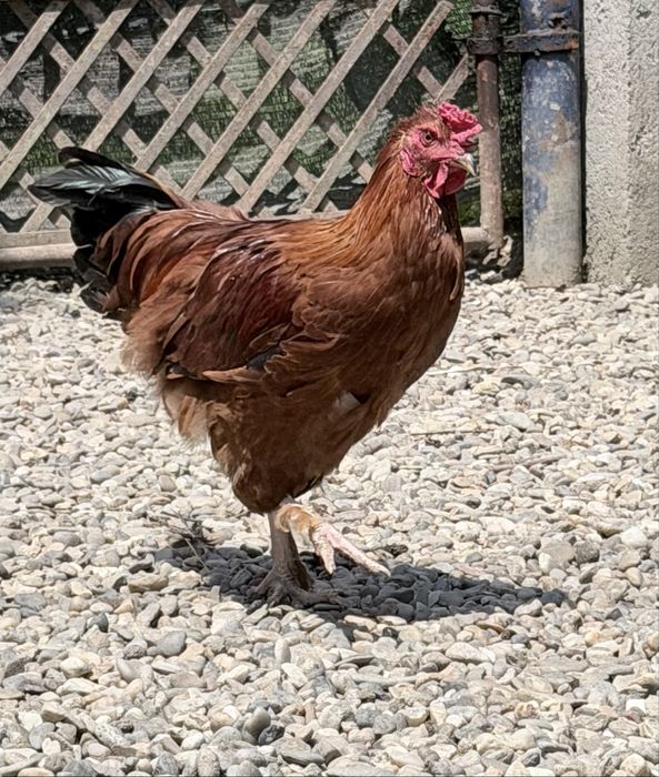 Vând cocoși tineri