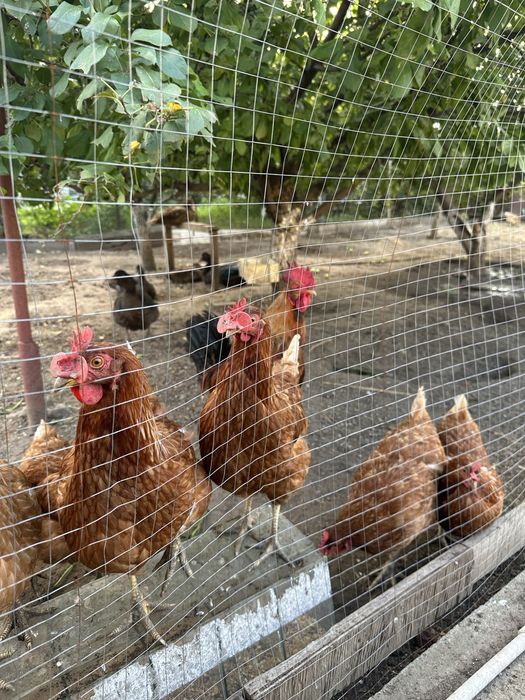 Продам курей и индоуток