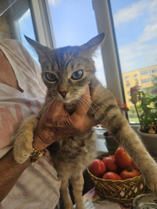 Donez pisică blândă si iubitoare