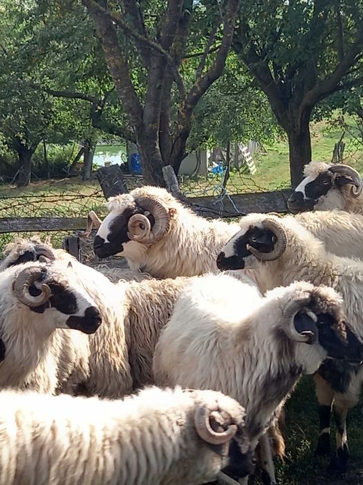Vând berbec din oaie bună de lapte