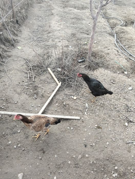 Дәкен  жас  мекен