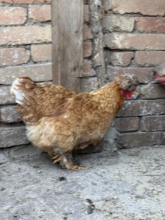 Разплодени яйца