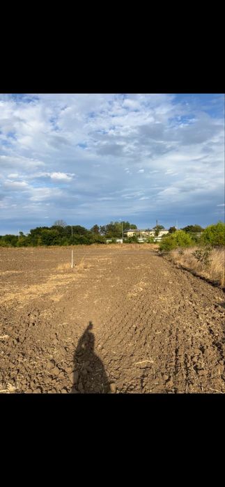 DE Vanzare tern steau de mare 2