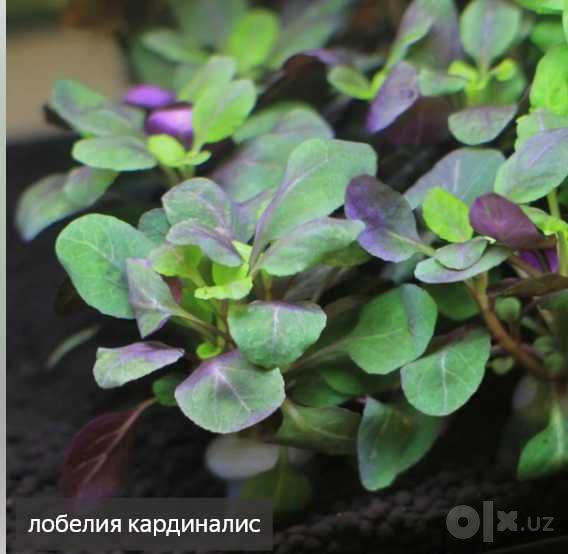 аквариумистика растения