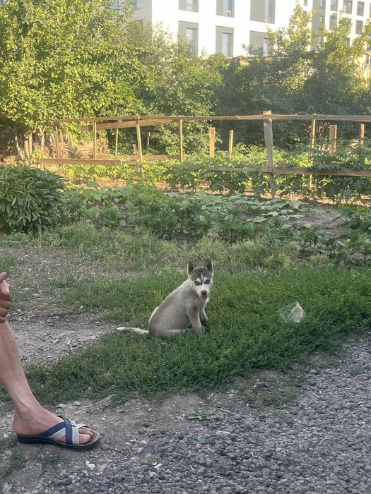 Хаскм очен срочни