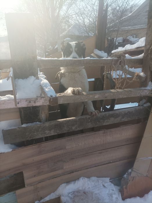 Потерялся собака