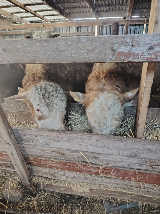 Продам быков на племя.