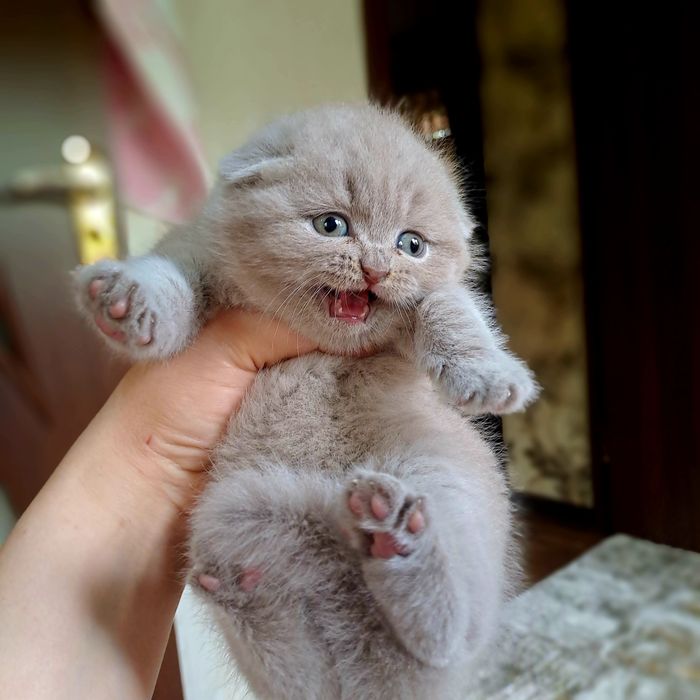 Котята от правильной вязки