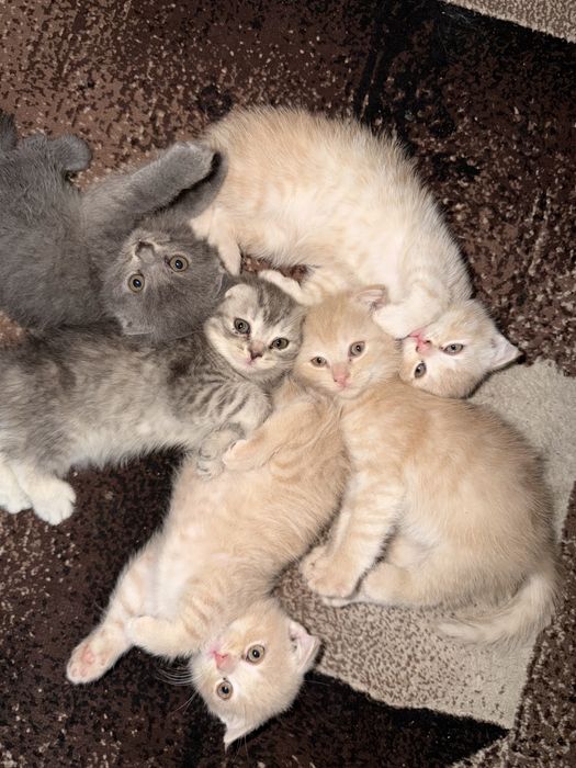 Scottish fold stryat