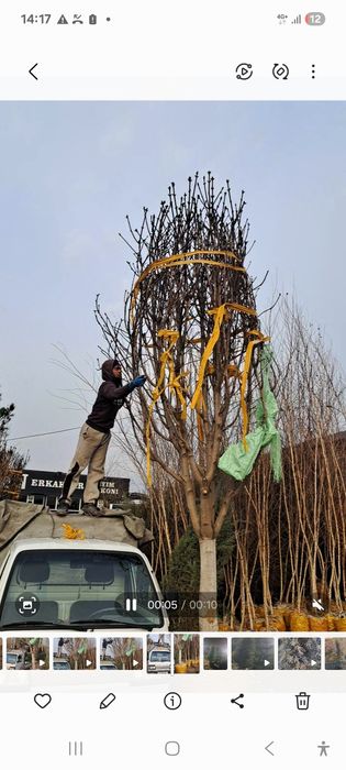 Archa va dekorativni darahtlariniz bor dastafka hizmati mavjut
