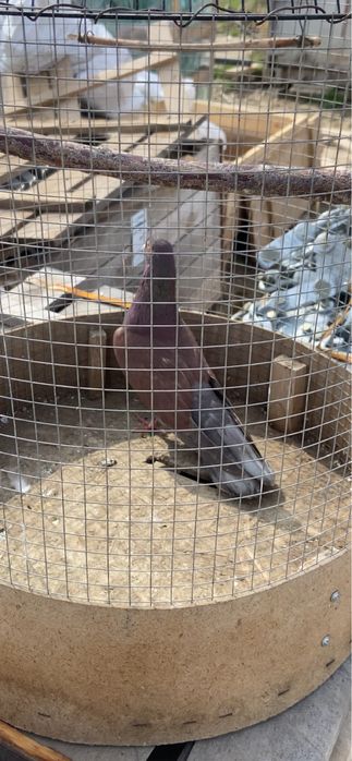 Голуби Широко хвостые