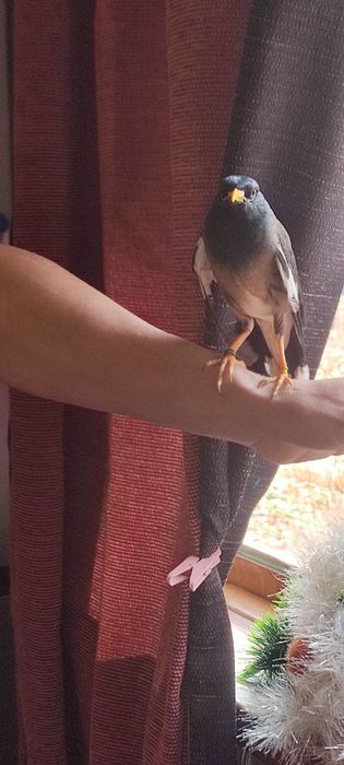 Майна говорящая ручная