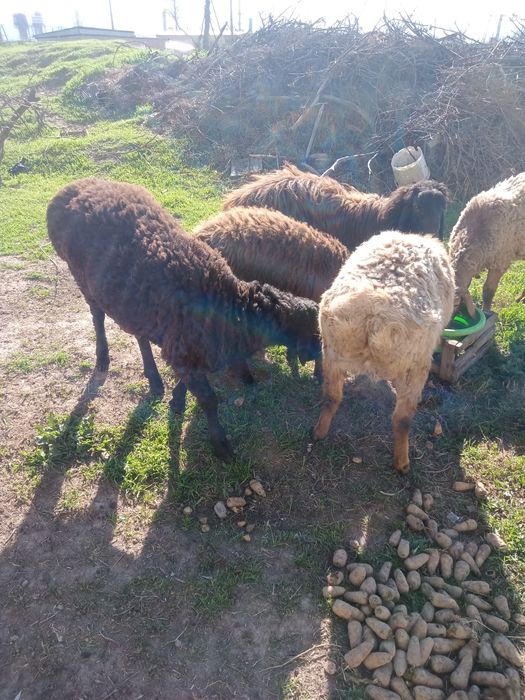 Ideal qoylar sotiladi