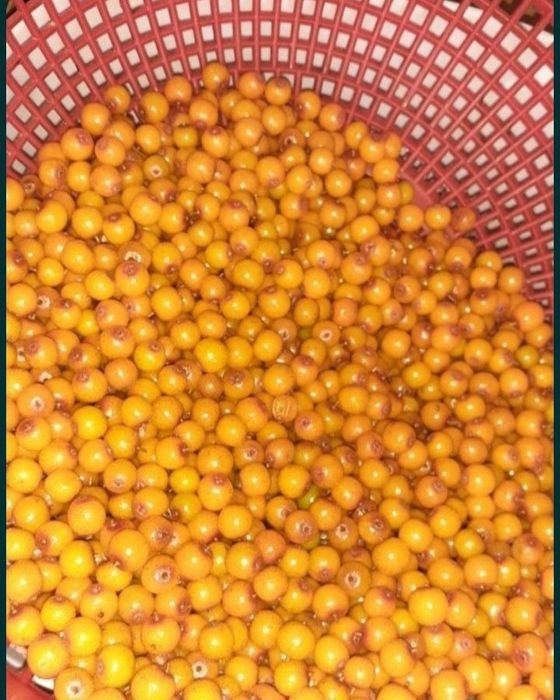 Облепиха Облепиха