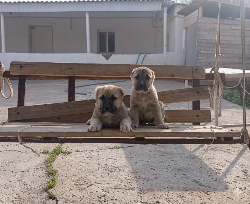 Күшіктер сатылады