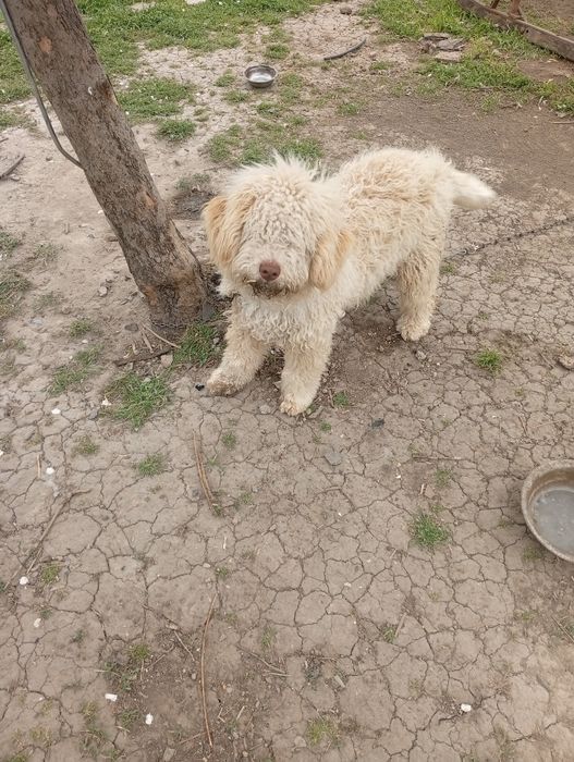 Продавам куче  на шест месеца мъжко Лагото Романьоло