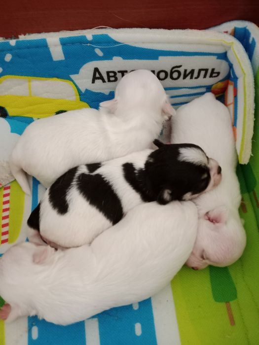 Продам щенков Чихуахуа.