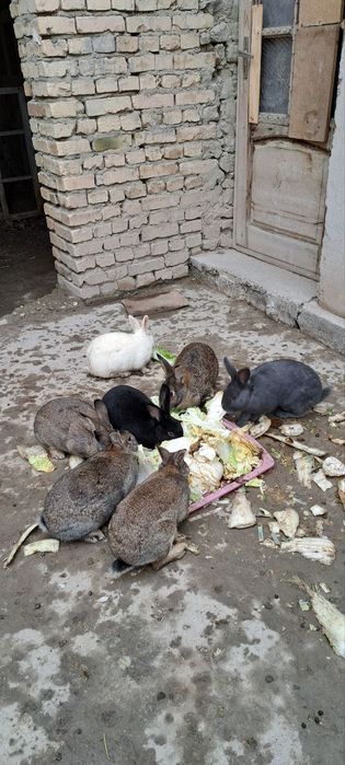 Reks quyonlar  sotiladi 7 ta