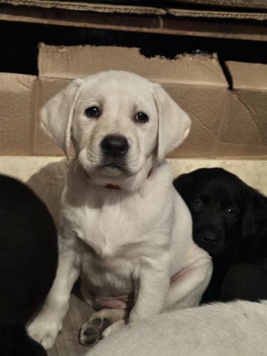 Лабрадор девочка
