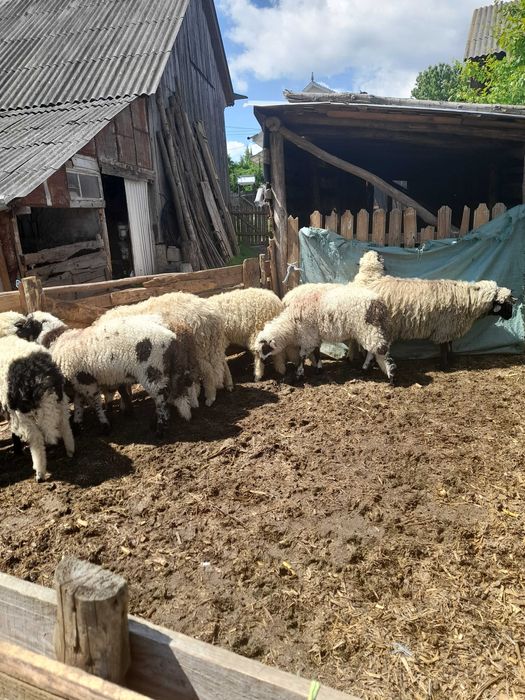 De vânzare mieluțe