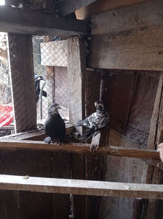 Голуби  молодежь