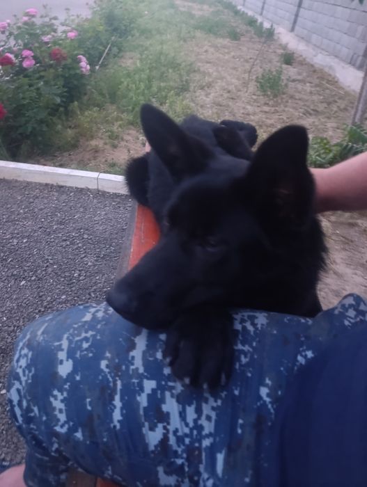 Немецкая овчарка 1 жас