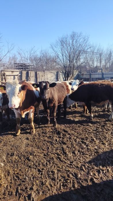 Продам бычков с откорма.