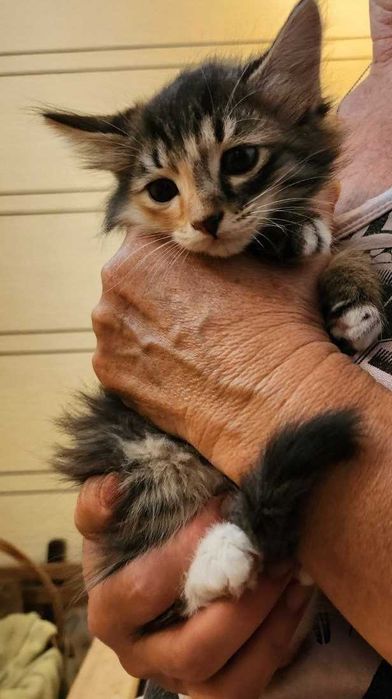Отдам в хорошие руки котят